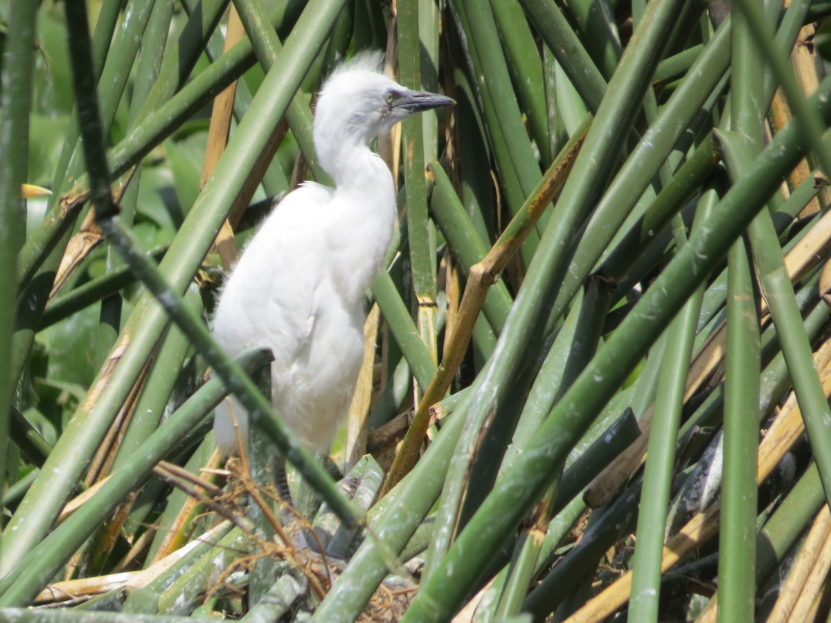 Western Cattle-Egret - ML610565937