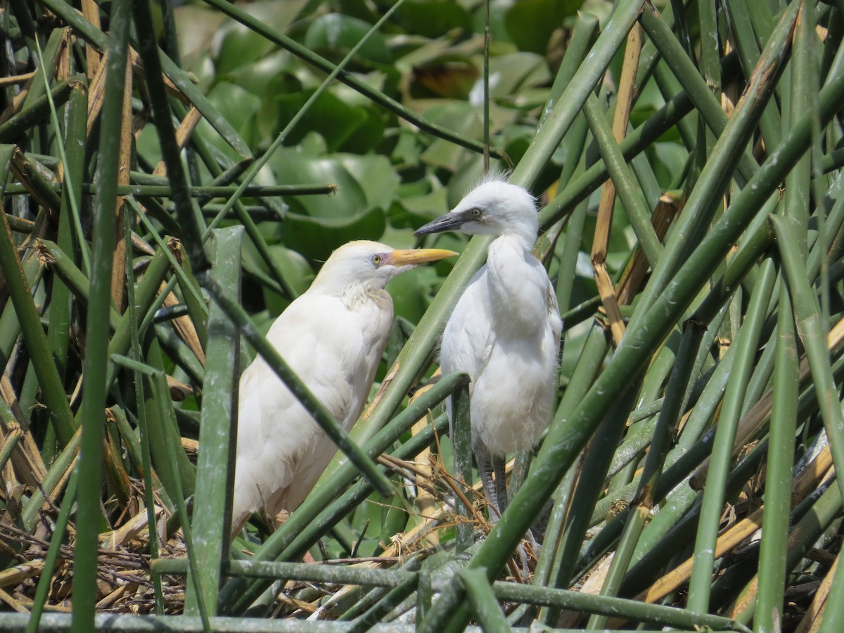 Western Cattle-Egret - ML610565939