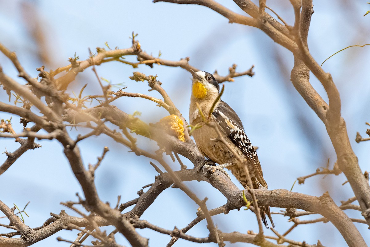 White-fronted Woodpecker - ML610565940
