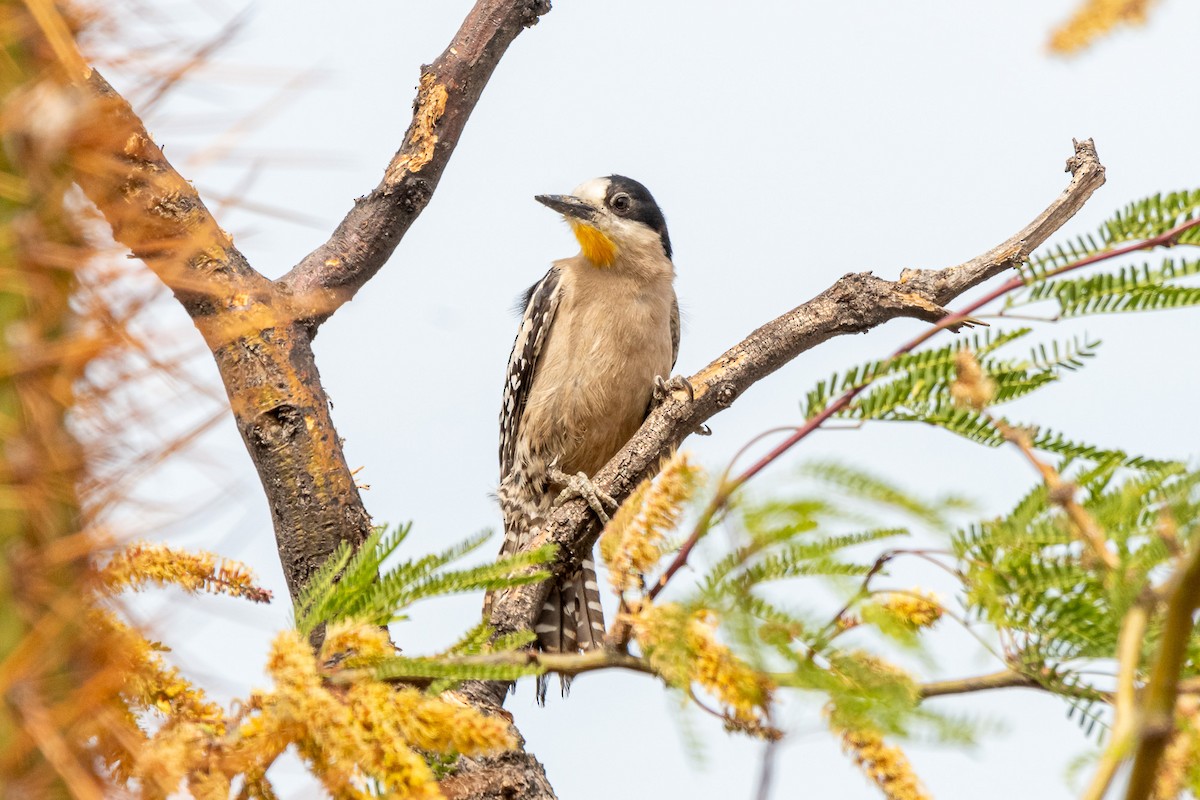 White-fronted Woodpecker - ML610565941