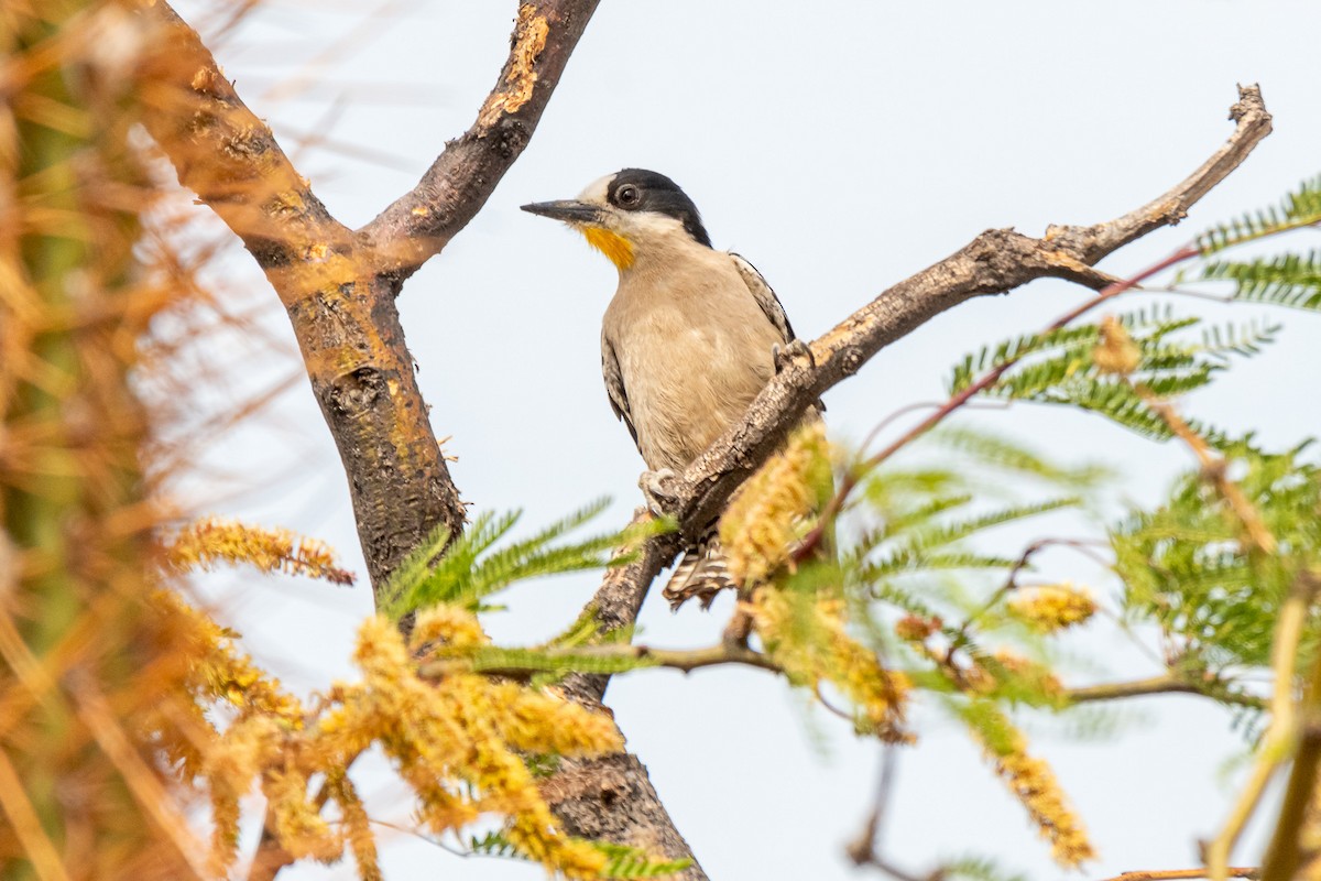 White-fronted Woodpecker - ML610565942