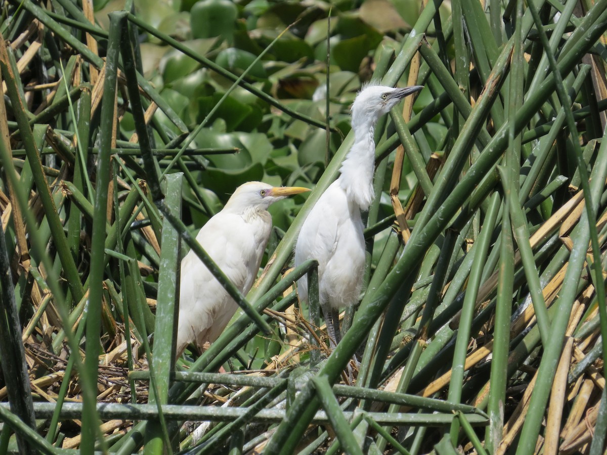 Western Cattle-Egret - ML610565943