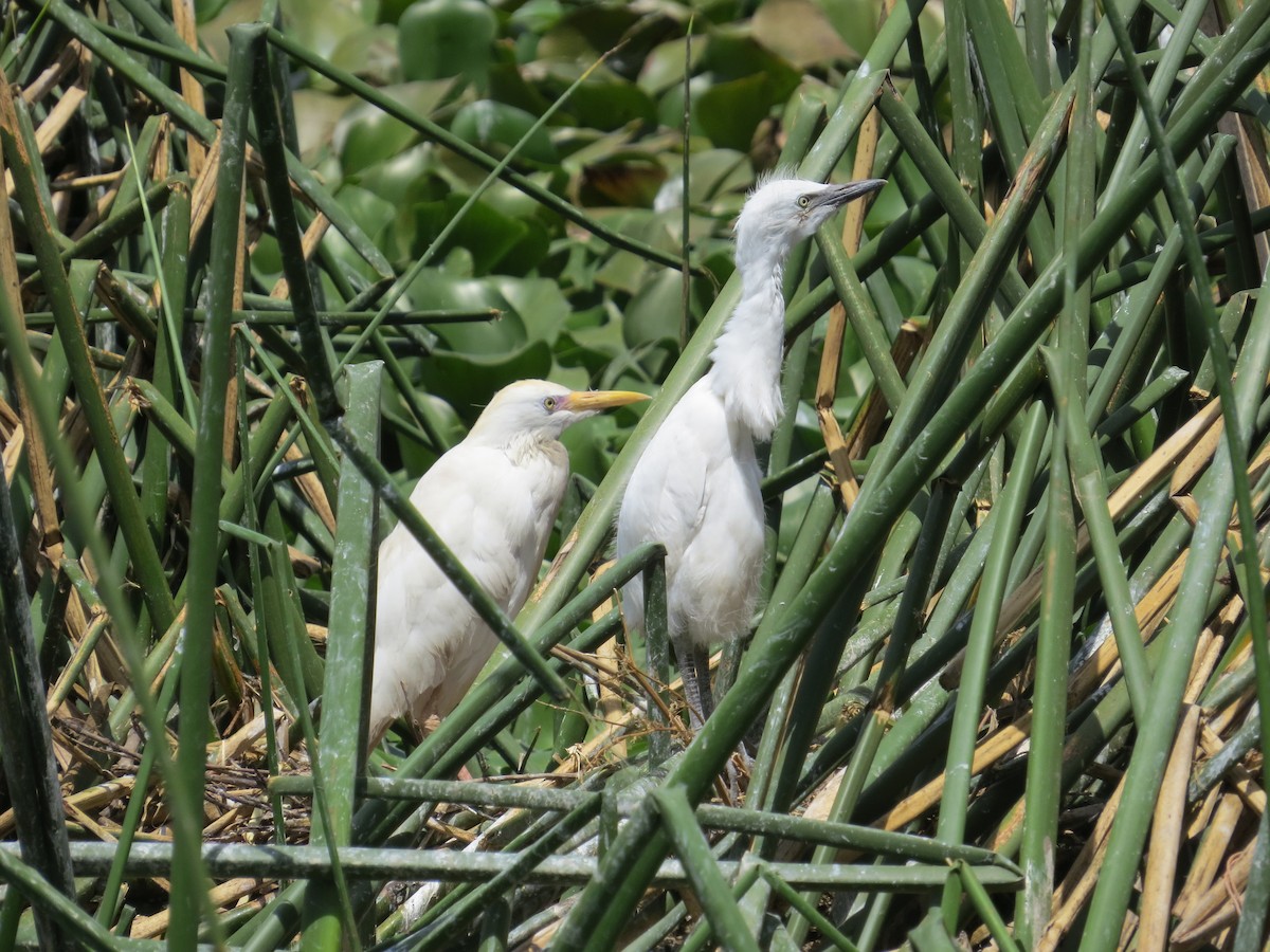 Чапля єгипетська (підвид ibis) - ML610565943