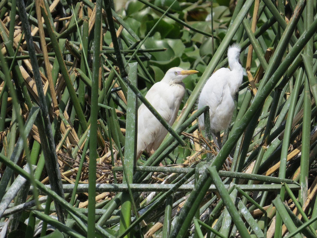 Western Cattle-Egret - ML610565944