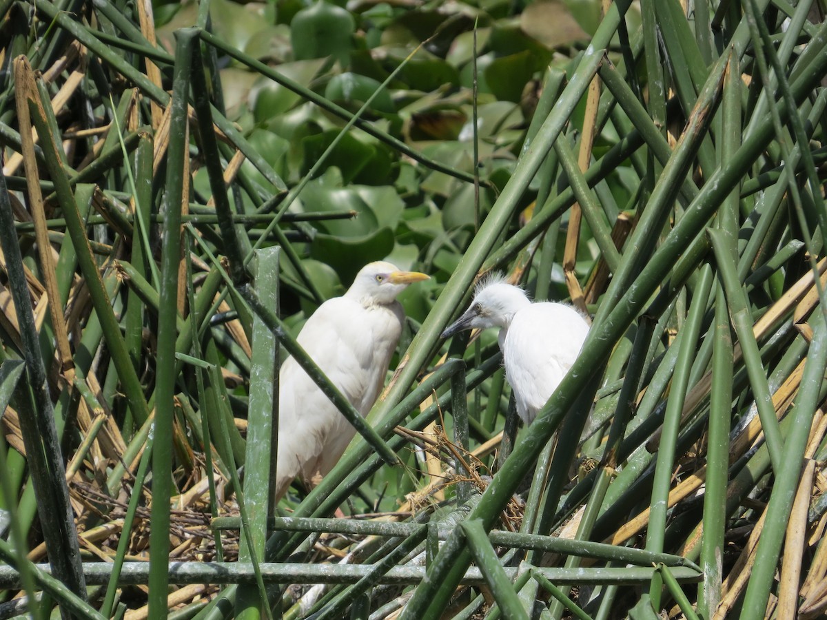 Western Cattle-Egret - ML610565945