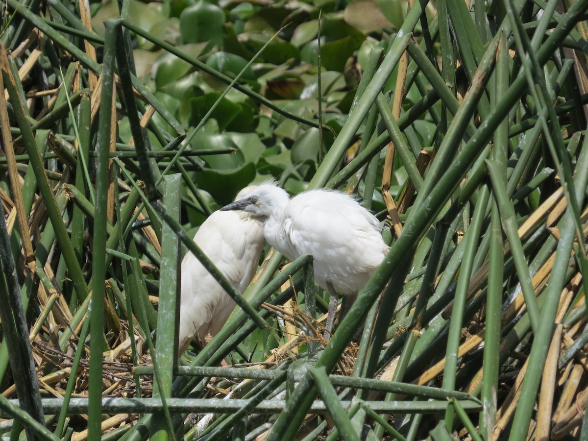 Western Cattle-Egret - ML610565946