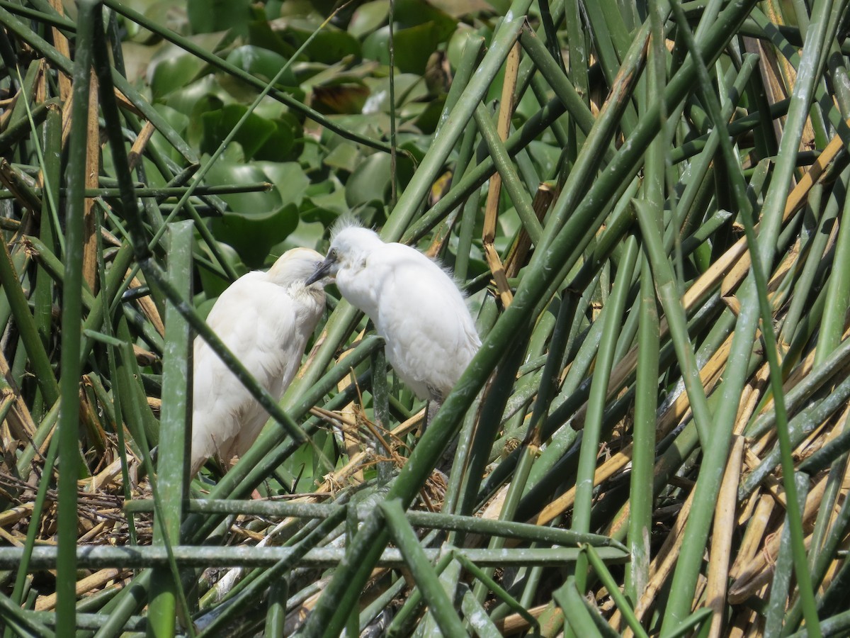 Western Cattle-Egret - ML610565947
