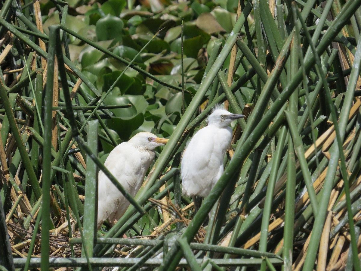 Western Cattle-Egret - ML610565949