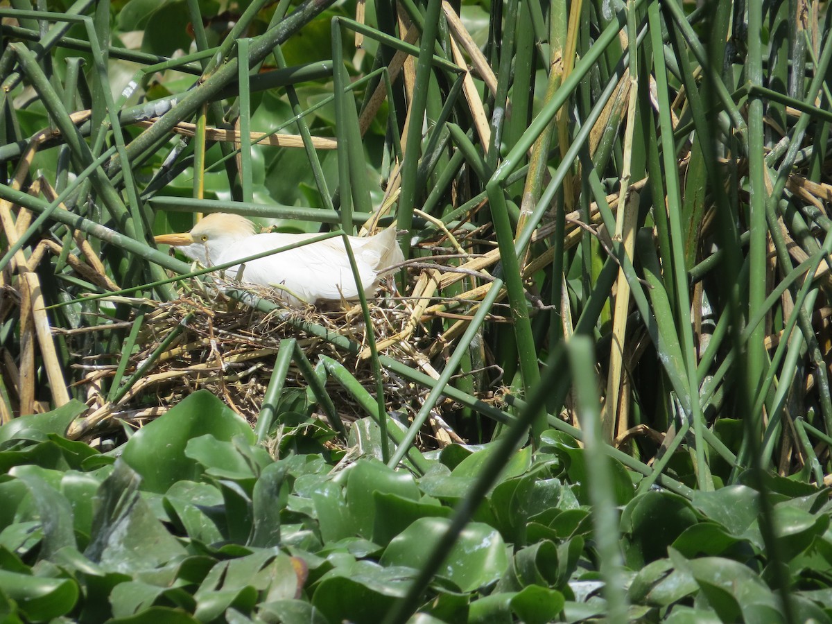 Western Cattle-Egret - ML610565950