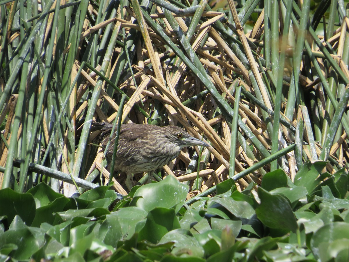 Black-crowned Night Heron - ML610565985