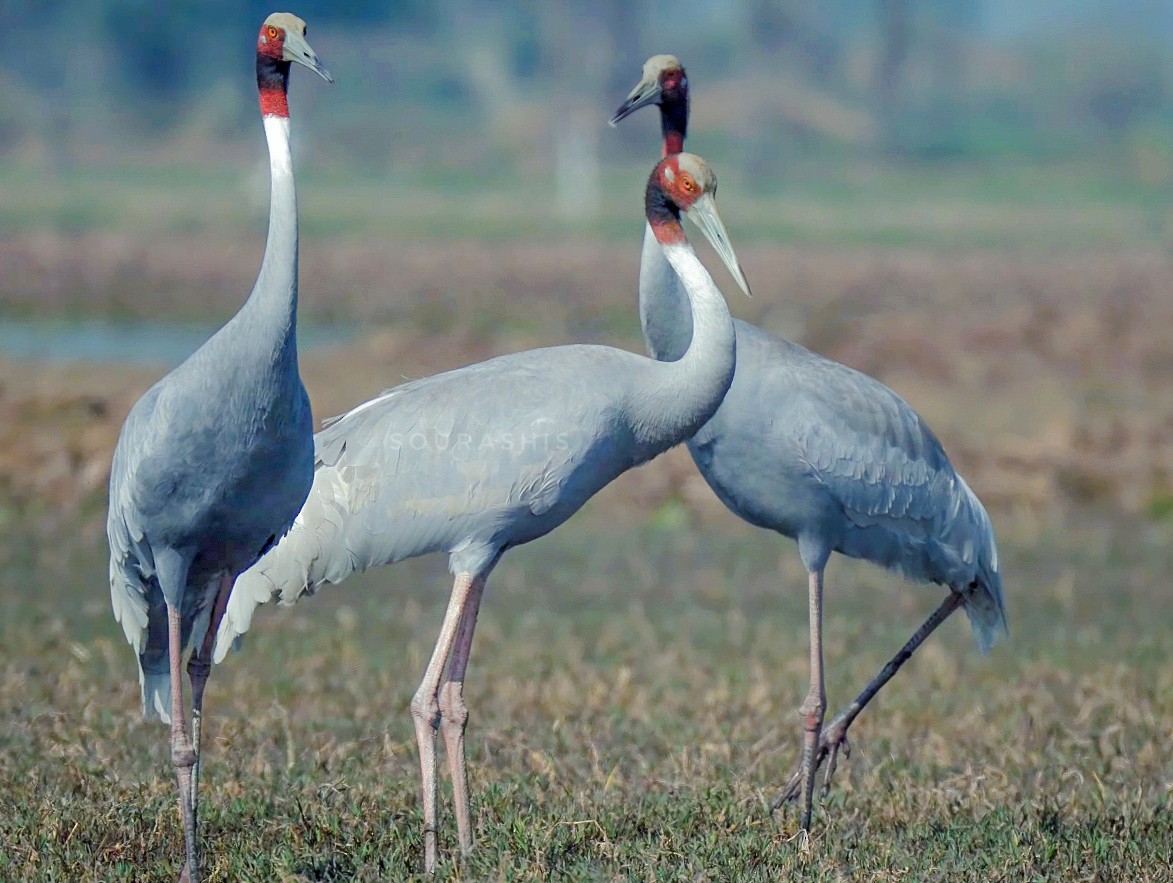 Sarus Crane - ML610566165