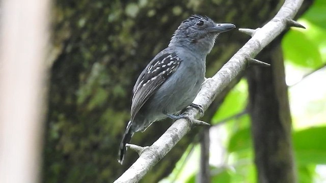 Black-crowned Antshrike - ML610566182