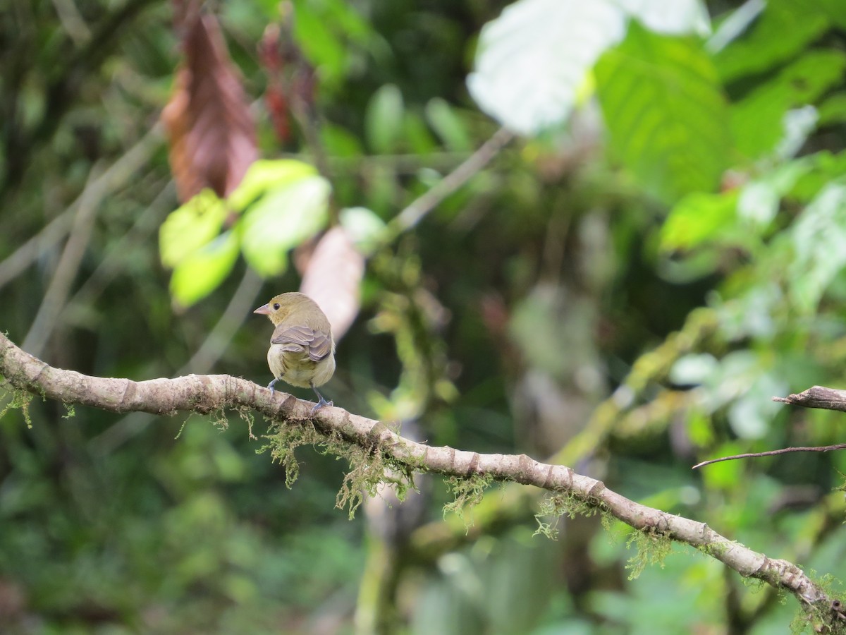 Crimson-breasted Finch - ML610566241