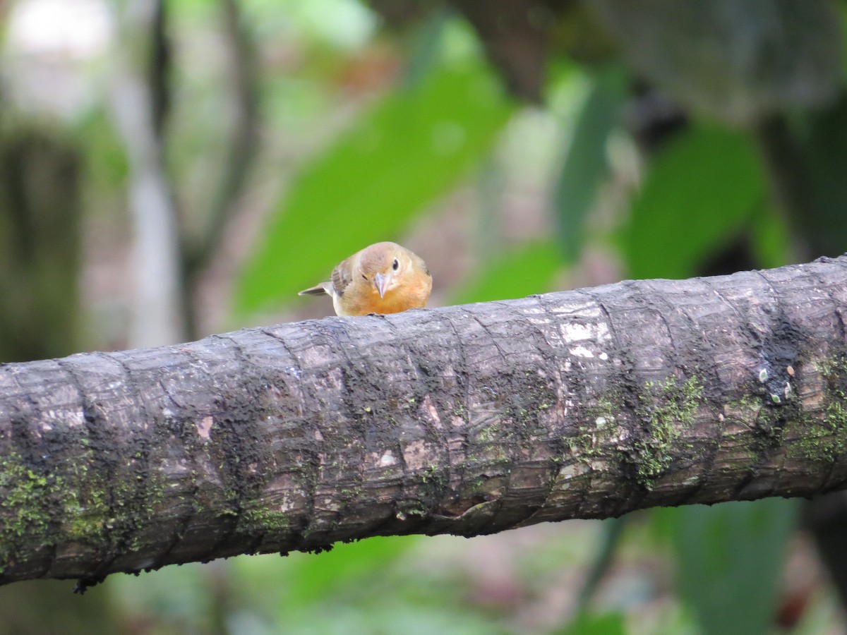 Crimson-breasted Finch - ML610566246