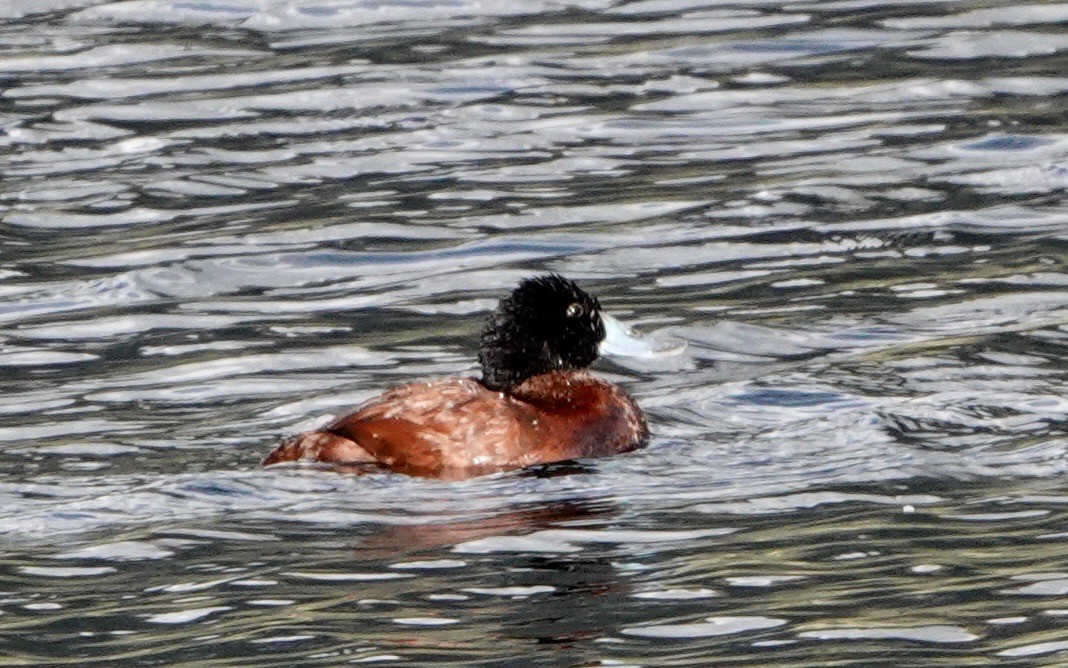 Andean Duck - ML610566348