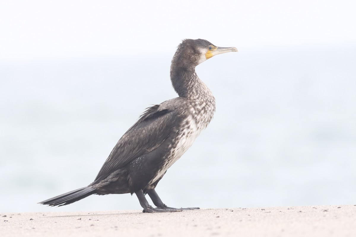 Great Cormorant - Jirka Hlaváček