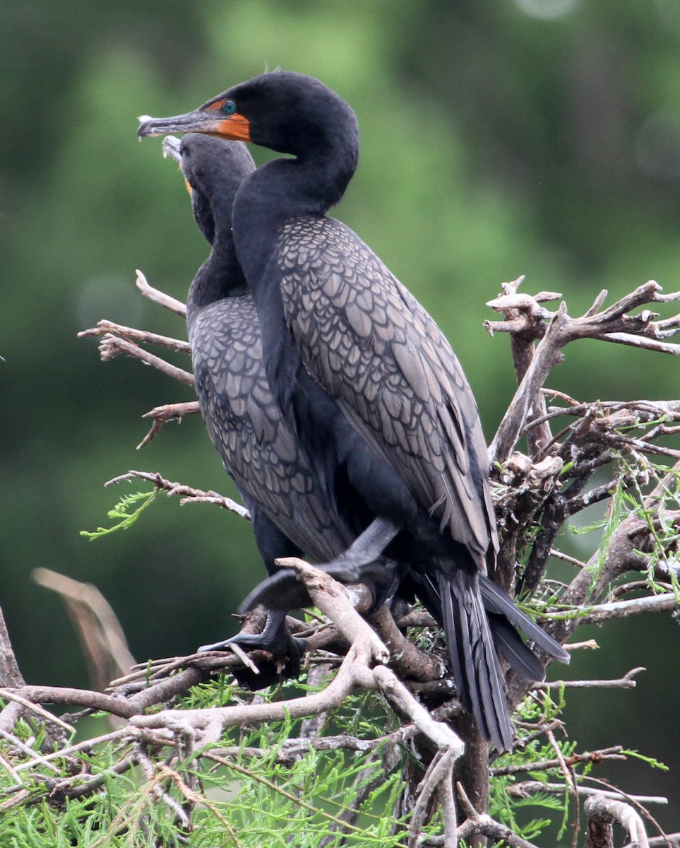 Double-crested Cormorant - Steve Collins