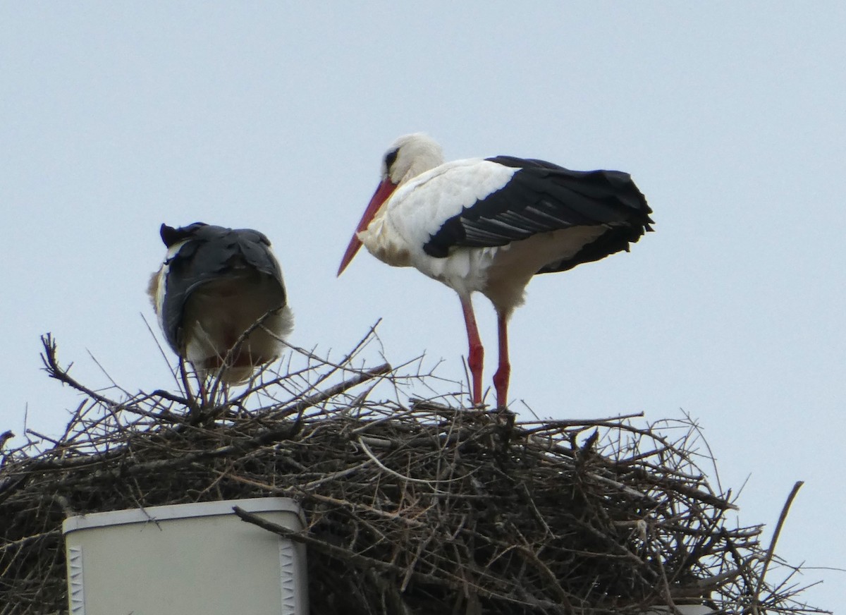 White Stork - Maxwell Hipworth