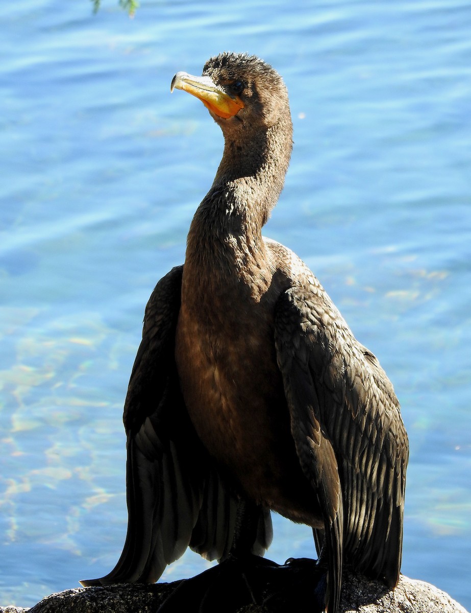 Double-crested Cormorant - João Menezes