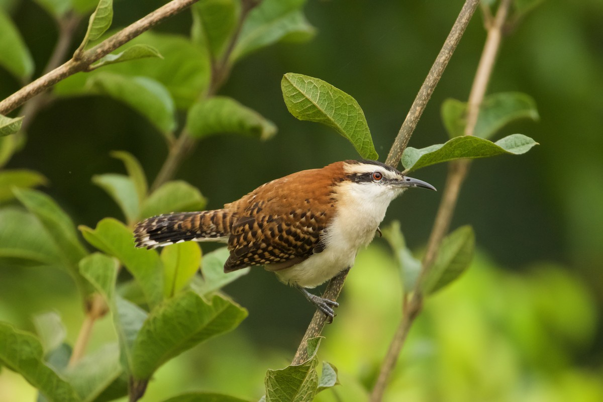 Rufous-naped Wren - John van Dort