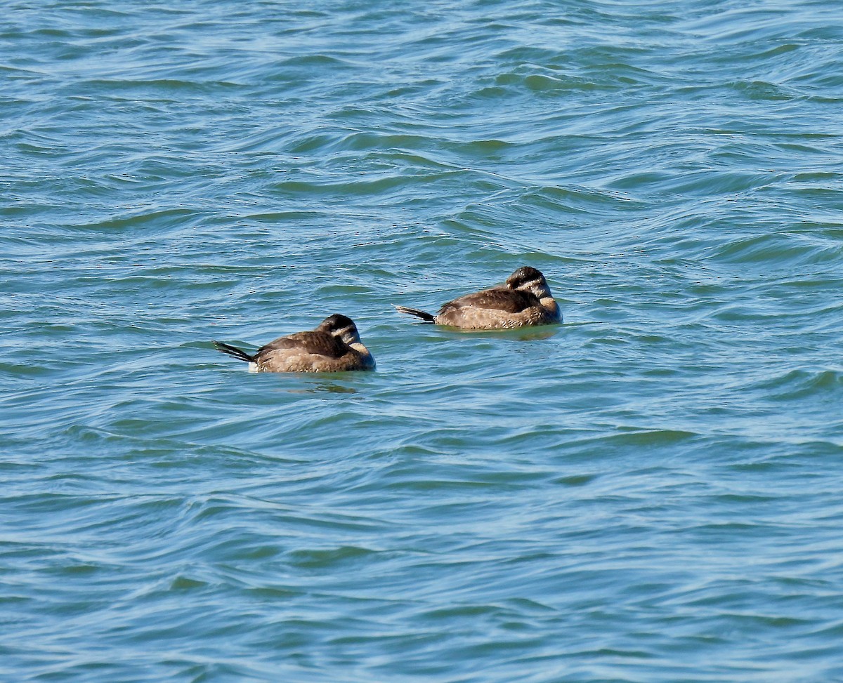 Ruddy Duck - ML610566576