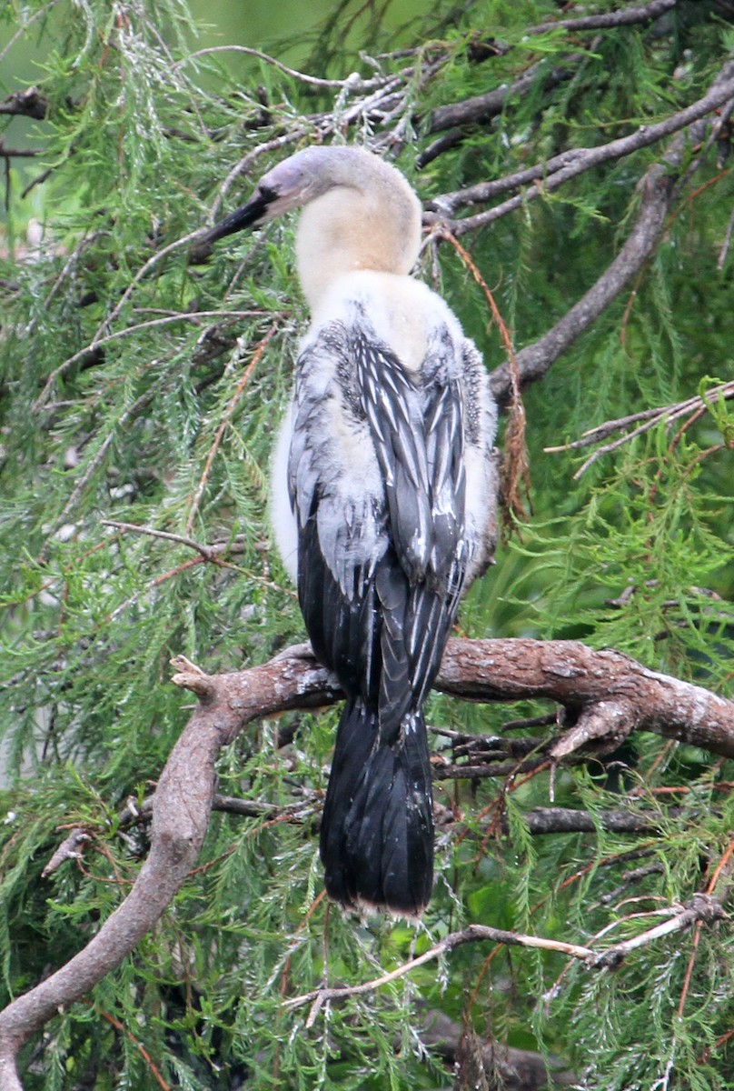 Amerika-Schlangenhalsvogel - ML61056661