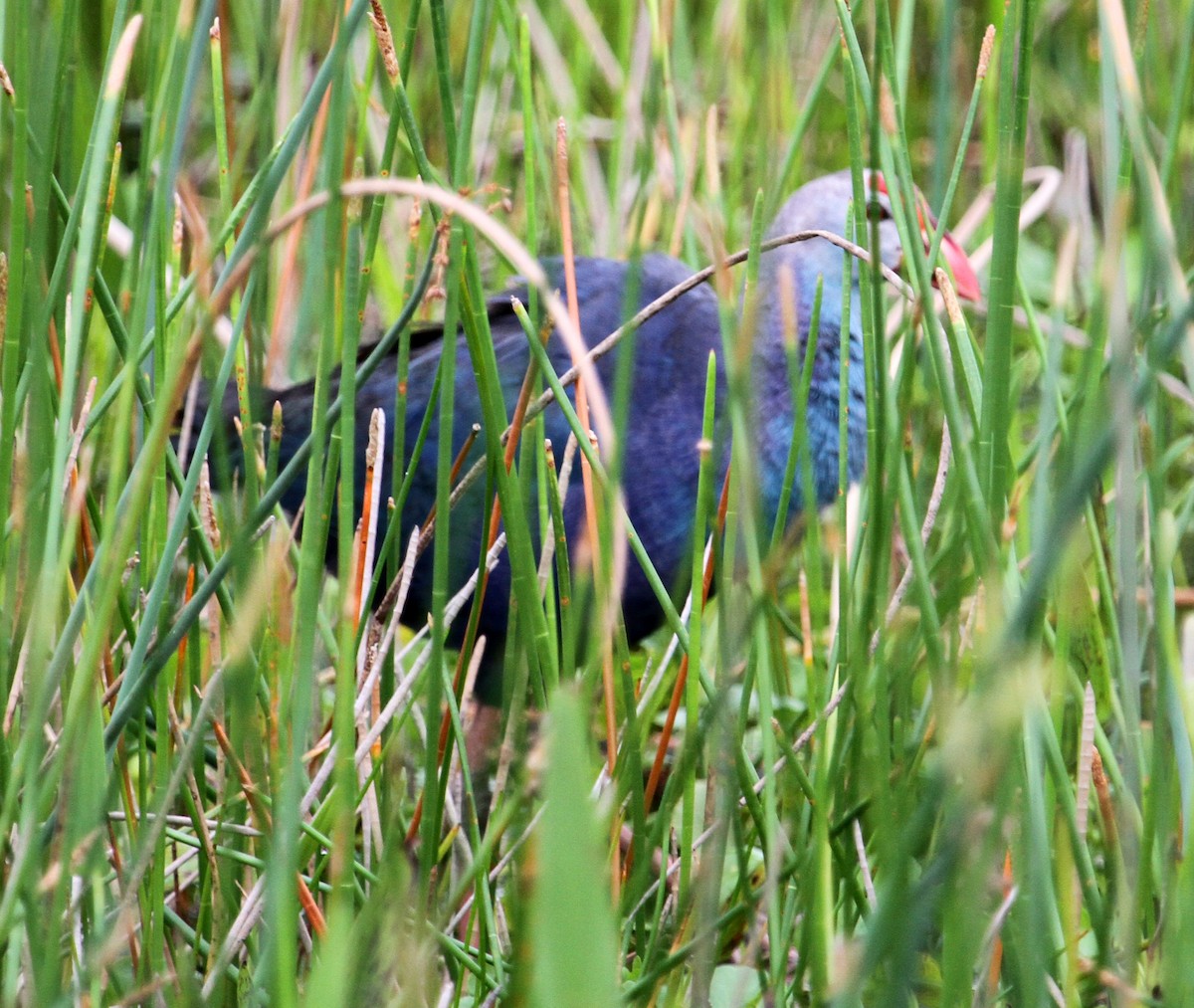 Gray-headed Swamphen - ML61056671