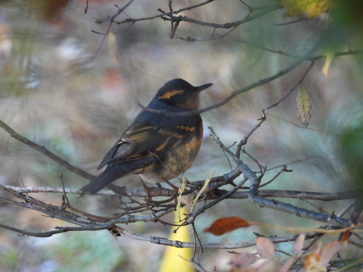 Varied Thrush - ML610566741