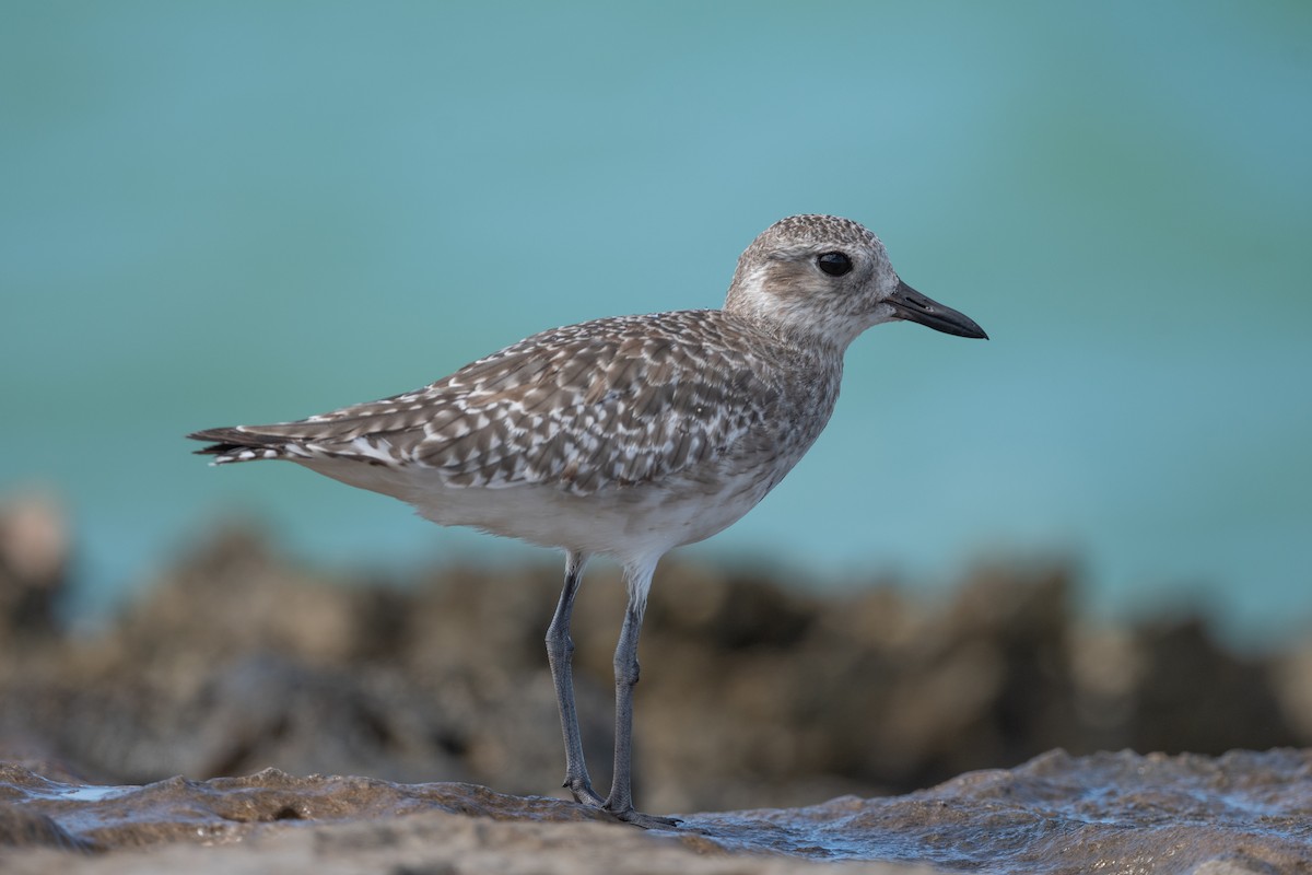 Black-bellied Plover - ML610566752