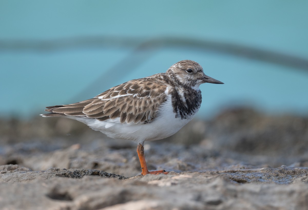 Ruddy Turnstone - Simon Boivin