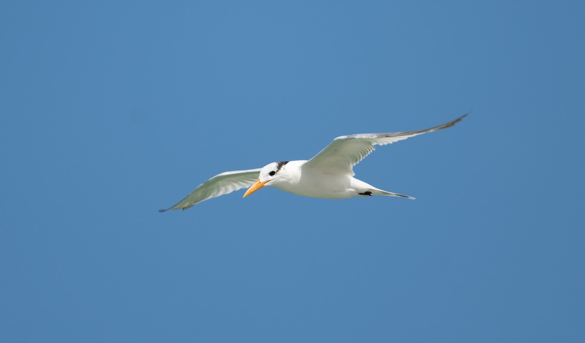 Royal Tern - ML610566760