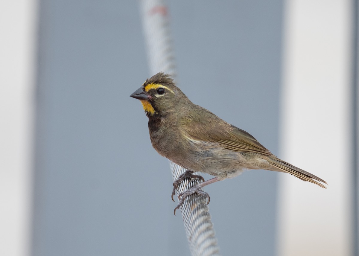 Yellow-faced Grassquit - ML610566766