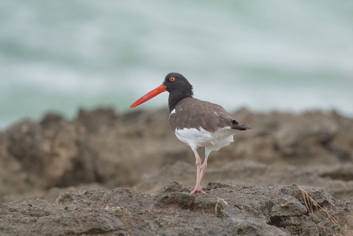 American Oystercatcher - ML610566769