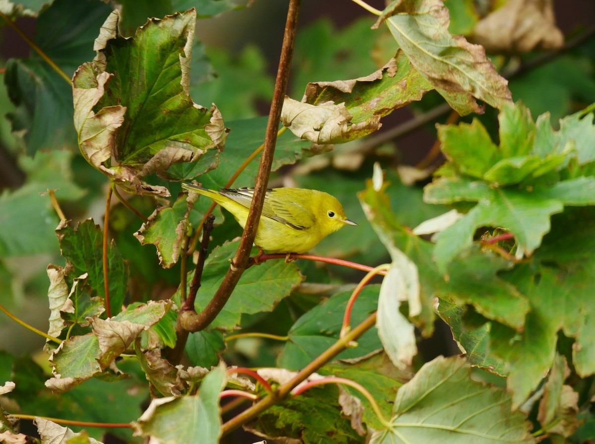 Yellow Warbler (Northern) - ML610566898