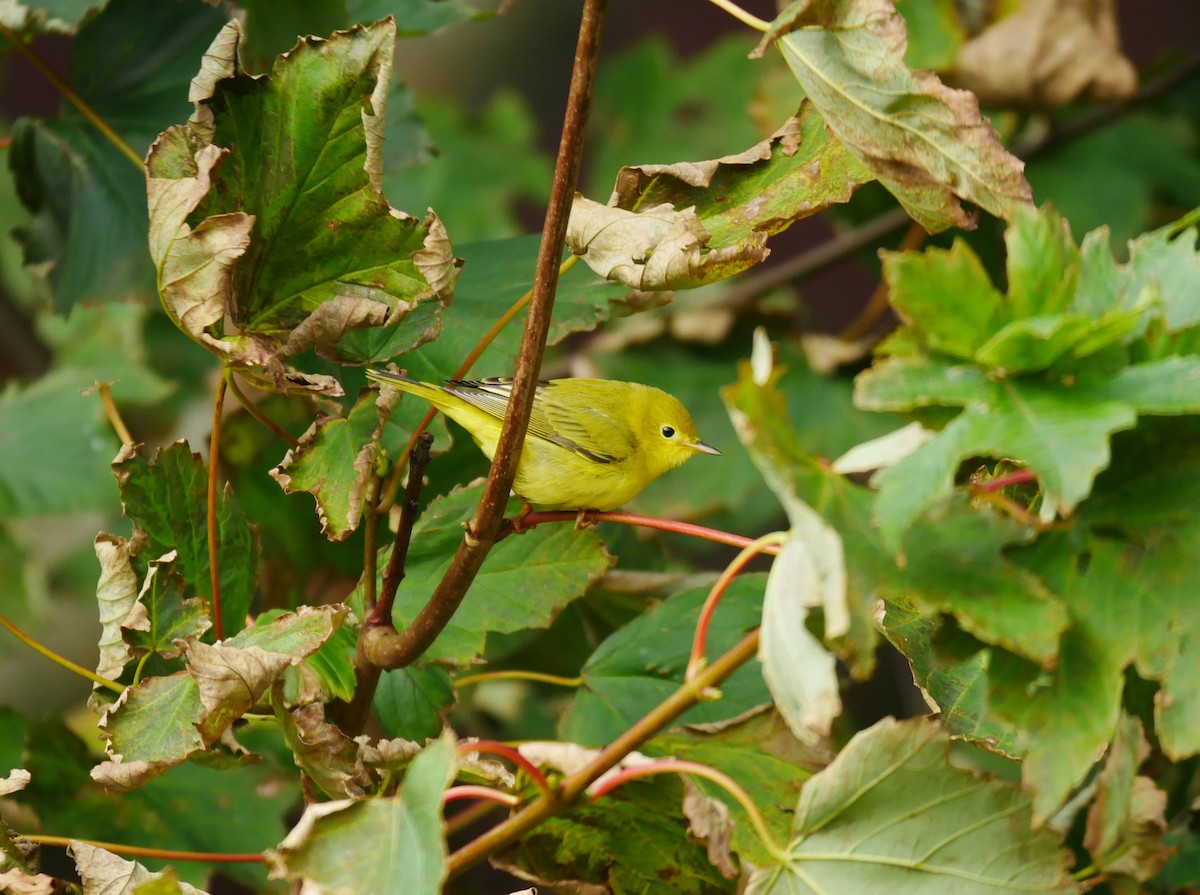 Yellow Warbler - Gavin Thomas