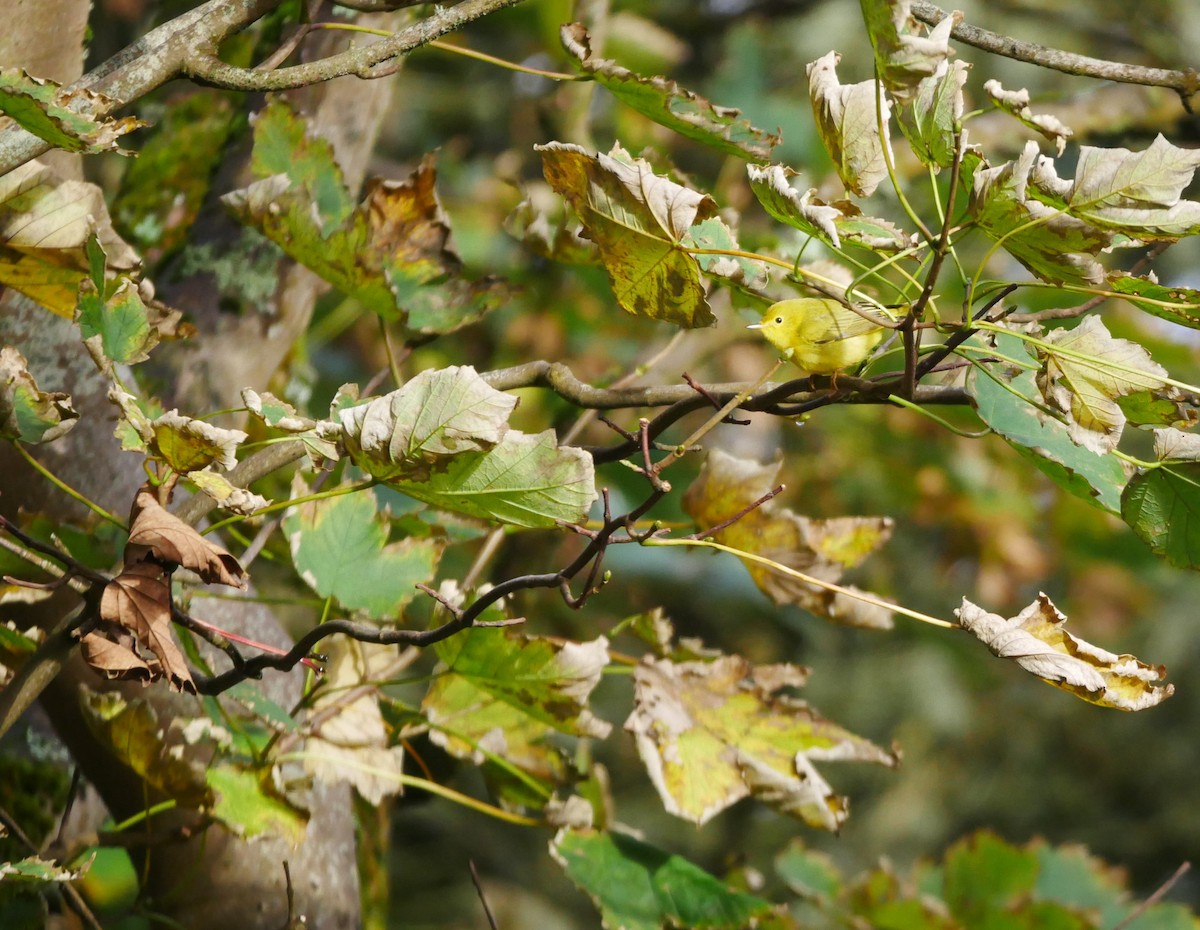 Yellow Warbler - ML610566899