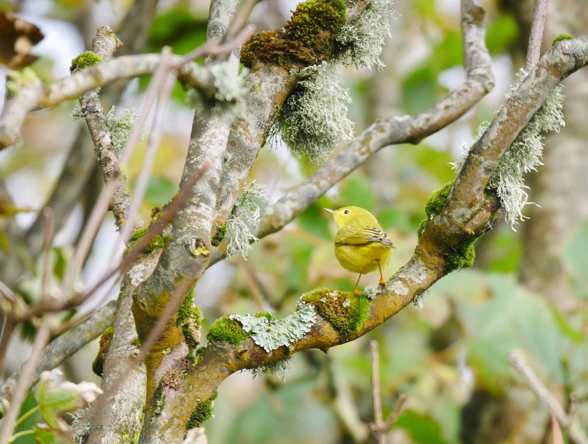 Yellow Warbler - Gavin Thomas