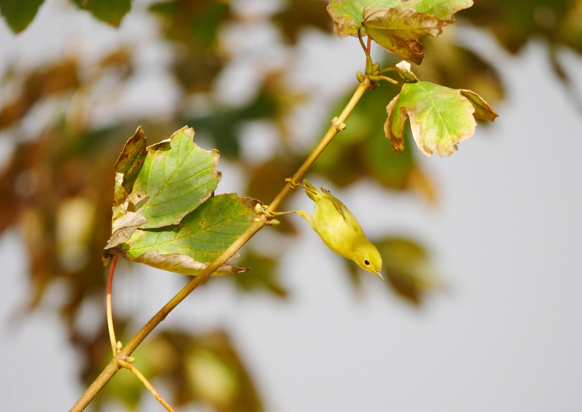 Yellow Warbler - Gavin Thomas