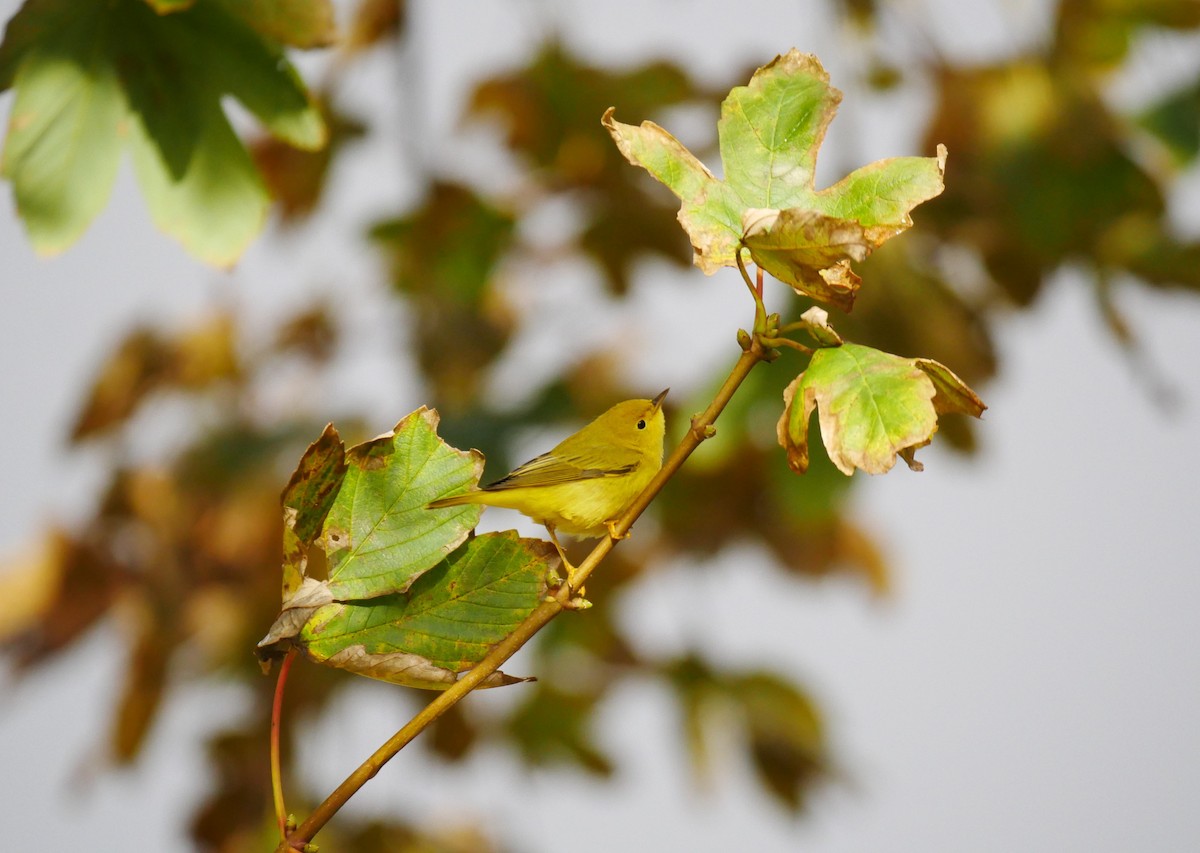 Yellow Warbler (Northern) - ML610566902