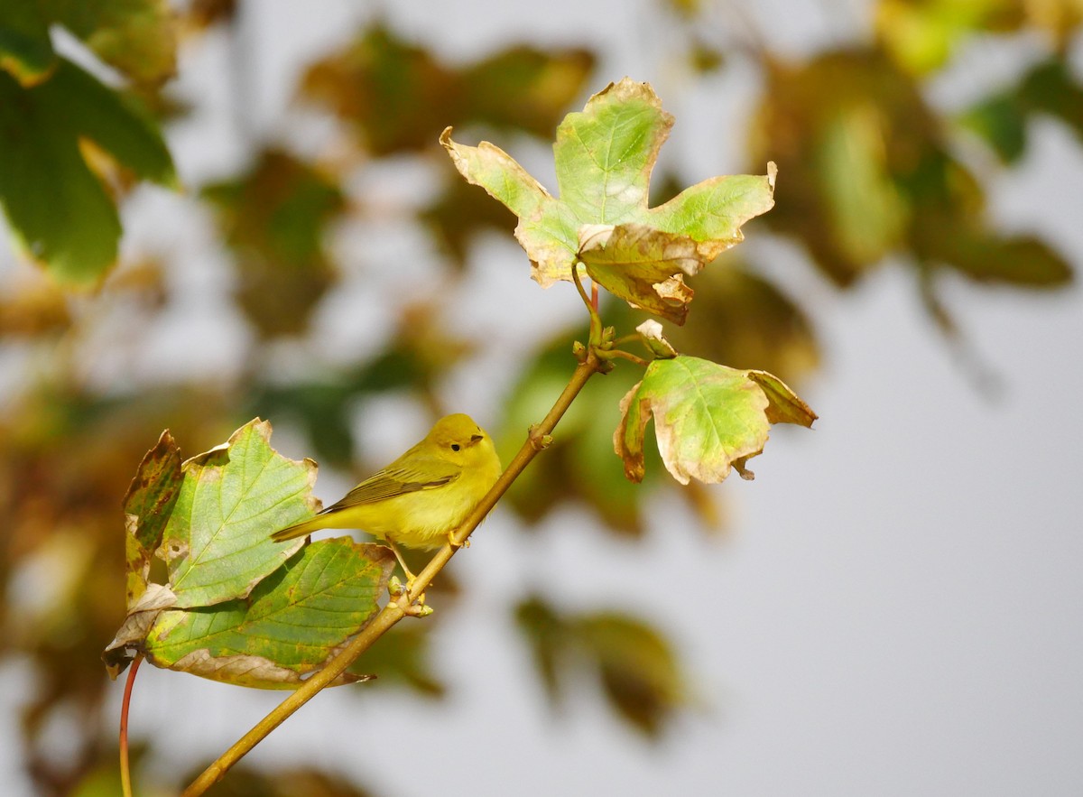 Yellow Warbler (Northern) - ML610566903