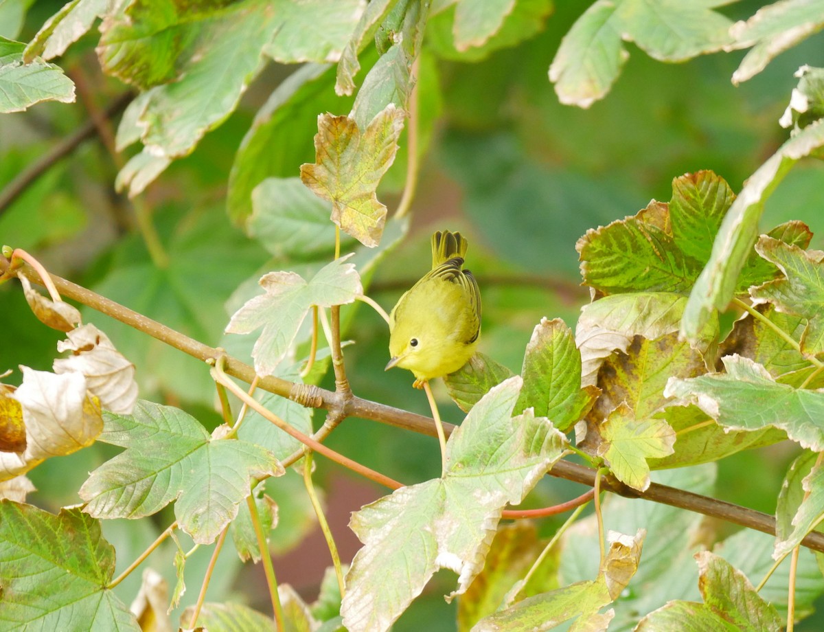 Yellow Warbler - Gavin Thomas