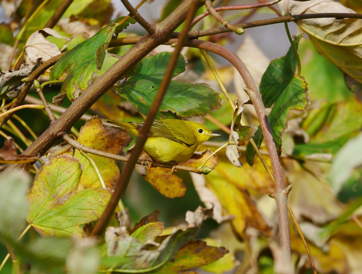 Yellow Warbler (Northern) - ML610566906