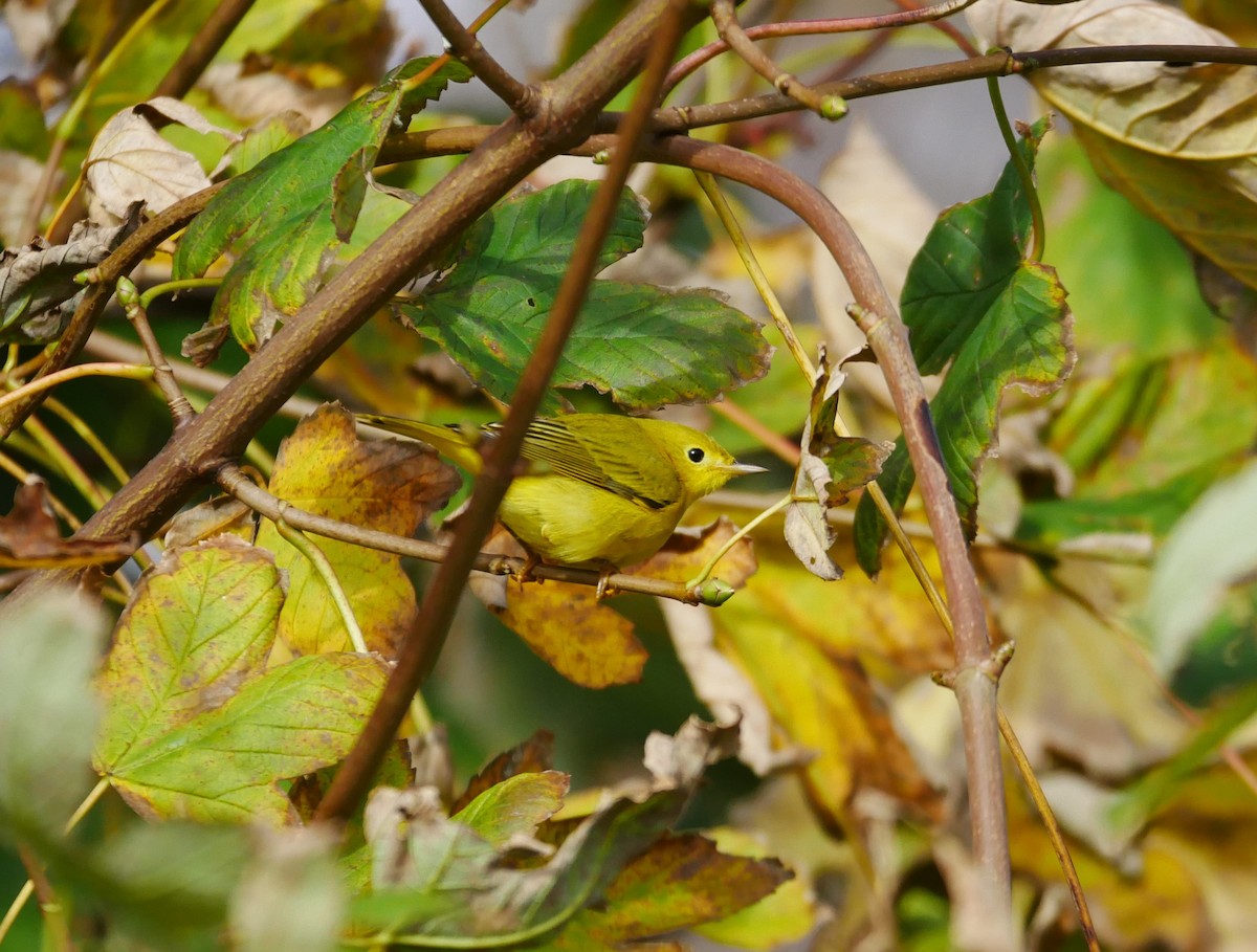 Yellow Warbler - Gavin Thomas