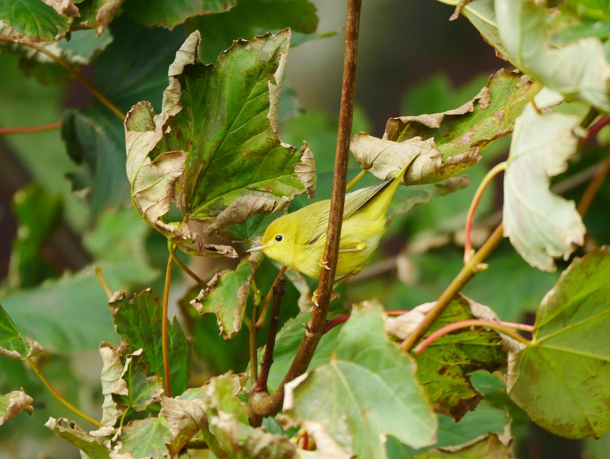 Yellow Warbler - Gavin Thomas