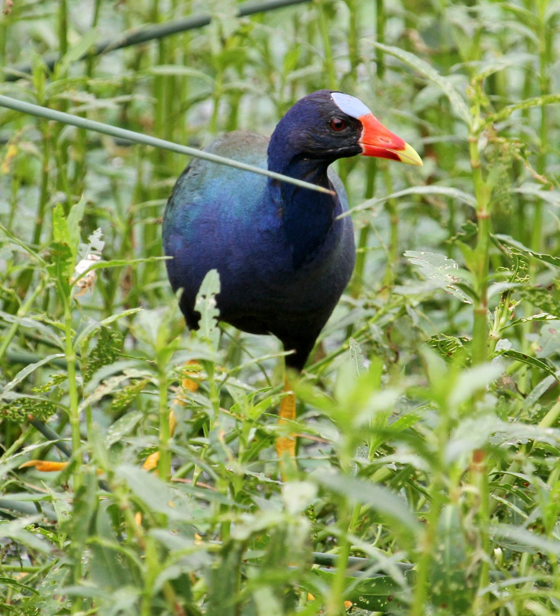 Purple Gallinule - ML61056691