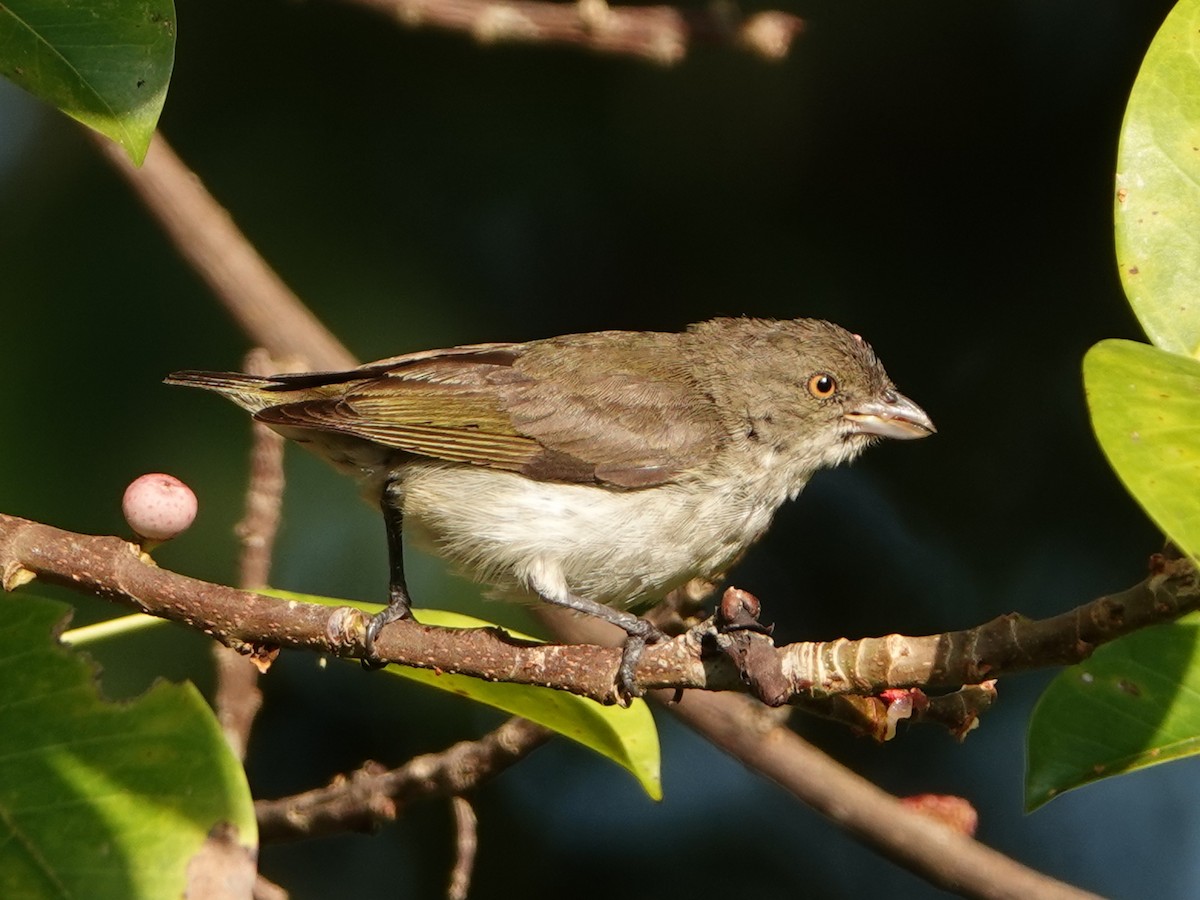 Thick-billed Flowerpecker (obsoletum Group) - Barry Reed
