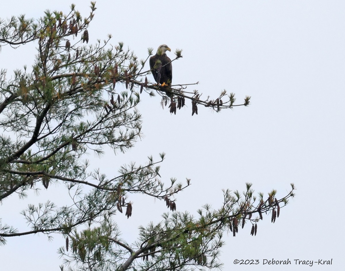 Weißkopf-Seeadler - ML610566922