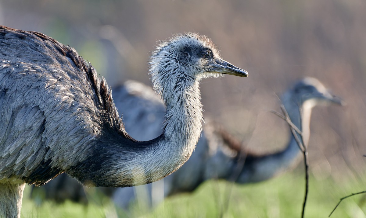 Greater Rhea - ML610566938