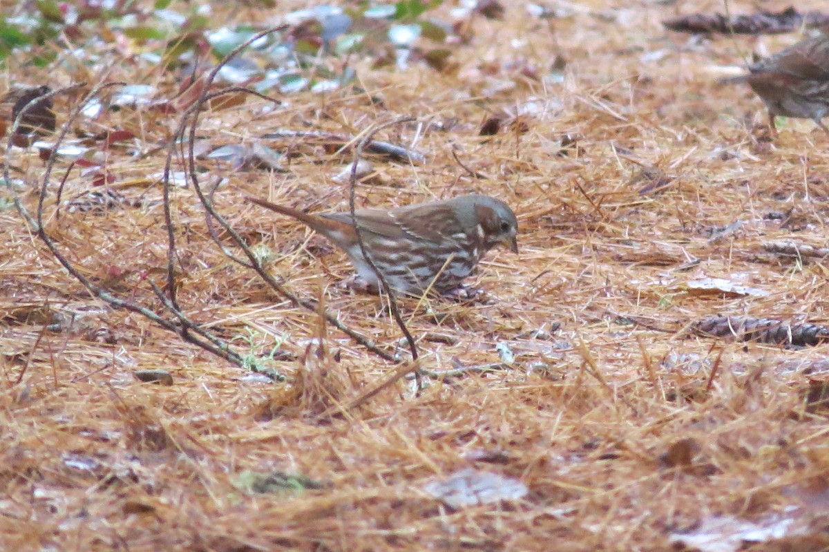 Fox Sparrow - Betsy Miner