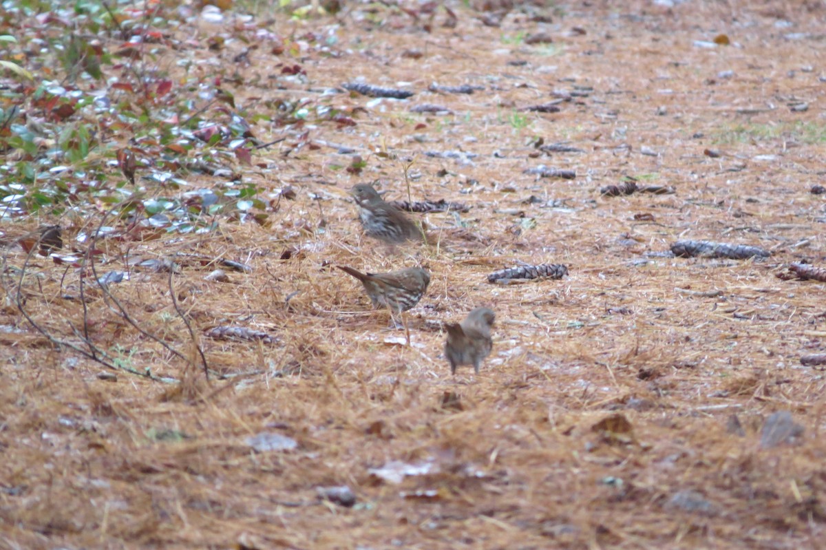 Fox Sparrow - Betsy Miner